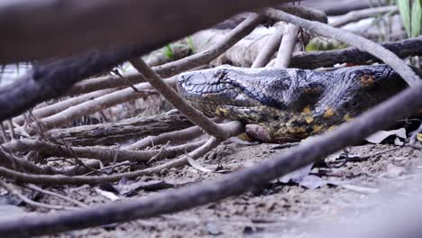 Anaconda-Verde-Descansando-En-El-Banco
