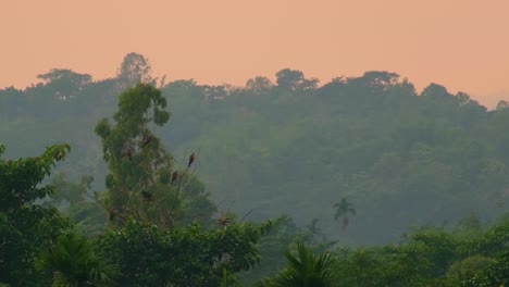 Adler-Fliegen-Und-Sitzen-An-Einem-Nebligen-Morgen-Auf-Blattlosen-Ästen-Im-Tropischen-Regenwald-Des-Amazonas