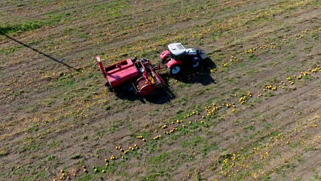 Aerial-View-Of-Tractor-Harvesting-Pumpkins-In-Pumpkin-Patch---drone-shot