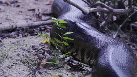 El-Cuerpo-De-Una-Enorme-Anaconda-Verde