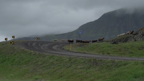 Wide-shot-showing-herd-of-sheep-walking-on-mountain-road-of-Iceland-during-cloudy-grey-day