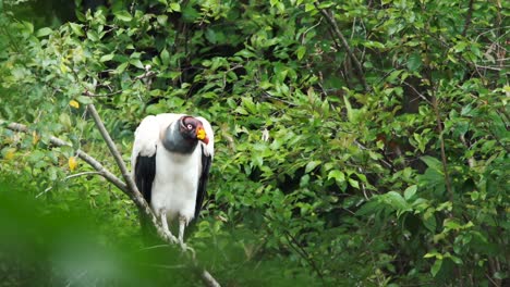 Königsgeier-Ruht-Auf-Einem-Ast-Im-Amazonas-Dschungel