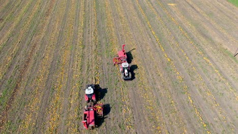 Tractors-Working-And-Harvesting-Pumpkins-In-The-Field---aerial-shot
