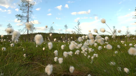 Cotton-grass-up-close-with-blue-sky-in-the-background