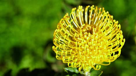 Vívida-Flor-De-Protea-En-Forma-De-Cúpula-Pájaro-Amarillo,-Leucospermum-Cordifolium