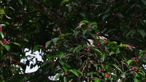 Picking-some-ripe-fruits,-an-Oriental-Pied-Hornbill-Anthracoceros-albirostris-is-eating-some-fruits-from-a-fig-tree-inside-Kaeng-Krachan-National-Park-in-Thailand
