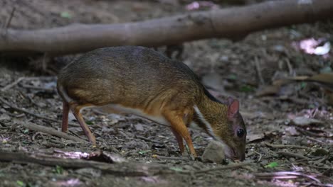 Camera-slides-to-the-right-revealig-this-individual-feeding-on-the-ground,-Lesser-Mouse-deer-Tragulus-kanchil,-Thailand
