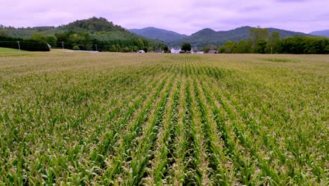 slow-aerial-over-cornfield-in-appalachia-near-mountain-city-tennessee