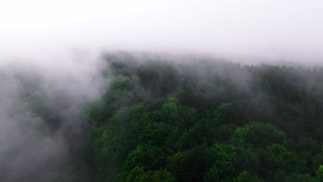 Aerial-view-of-dark-dense-forest-shrouded-in-white-fog