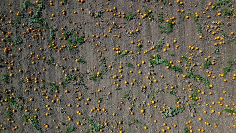 Top-Down-View-Of-Pumpkins-On-The-Field-Ready-For-Picking---drone-shot
