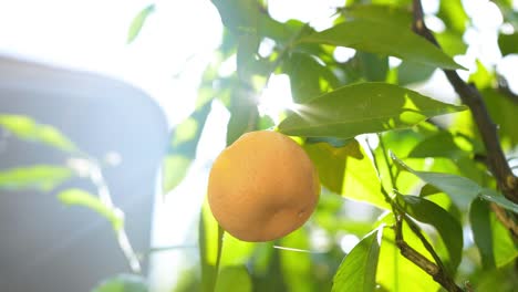Backlit-Orange-Hanging-from-Tree-with-Sun-Flare