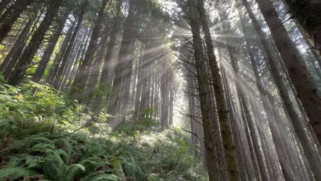 Sunburst-light-shinning-through-branches-in-a-conifer-forest-in-Oregon