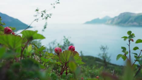 Nature-And-Flowers-On-The-Background-Of-Fjord-In-Senja,-Norway---wide