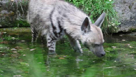 Striped-Hyena-Grabbing-Piece-of-Meat-in-Swamp-Shallow-Water,-Fed-in-Animal-Park