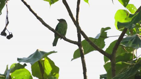 Looking-to-the-right-side-of-the-frame,-a-Green-eared-Barbet-Megalaima-faiostricta-is-resting-on-a-tiny-branch-of-a-tree-in-Kaeng-Krachan-National-Park-in-Thailand
