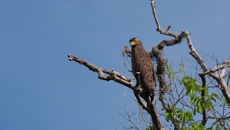 Looking-around-its-surroundings,-a-Crested-Serpent-Eagle-Spilornis-cheela-is-perching-on-top-of-a-towering-tree-inside-Kaeng-Krachan-National-Park-in-Phetchaburi-province-in-Thailand