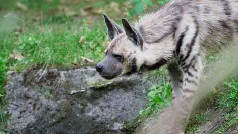 Hungry-Striped-Hyena-Salivating-or-Drooling-Staying-Motionless-on-Riverbank---Head-Close-up-in-Slow-Motion