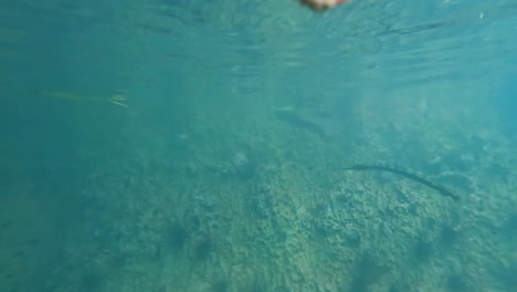 Unterwasseransicht-Von-Einzelnadelfischen-Oder-Langkatern-Im-Kristallklaren,-Ruhigen-Ozean-Des-Natürlichen-Lebensraums-Im-Flachen-Lagunenwasser-In-Palawan,-Philippinen,-Südostasien