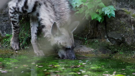 Tracking-Shot-of-Wild-Striped-Hyena-Walks-Down-the-Riverbank,-Picks-Up-Food-in-Swamp-Water-and-Eats-in-Slow-Motion