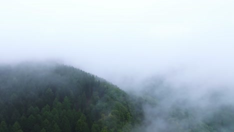 Aerial-view-of-forested-hill-covered-with-silhouettes-of-coniferous-trees-in-fog