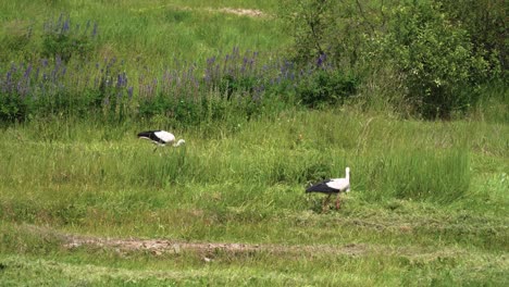 Vista-De-Hermosas-Cigüeñas-Blancas-Buscando-Comida-En-El-Campo-Verde-En-Sumer-En-Lituania.