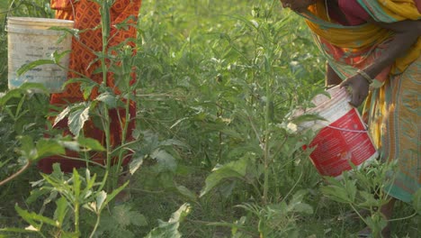 Mujeres-Indias-Trabajadoras-Agrícolas-Cosechando-Verduras.