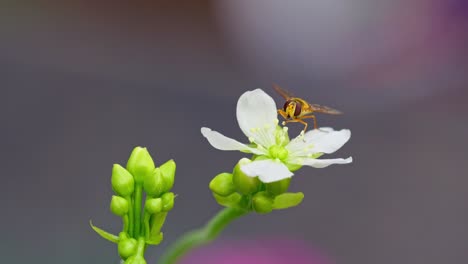 Close-up-video:-yellow-hoverfly-on-Venus-flytrap-flowers,-dining-on-nectar-and-covered-in-pollen,-isolated-with-copy-space