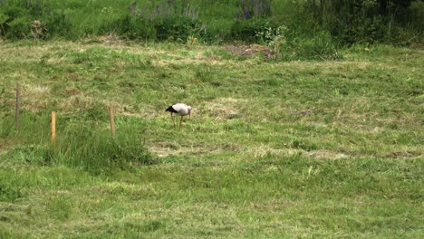 View-of-beautiful-white-storks-looking-for-food-in-the-green-field-in-sumer-in-Lithuania