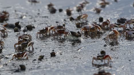 Gulf-sand-fiddler-crabs-moving-about-along-a-bay-shoreline-in-the-sand