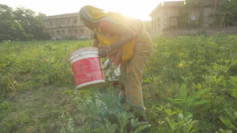 Las-Trabajadoras-Agrícolas-Indias-Arrancando-Verduras-Al-Amanecer.