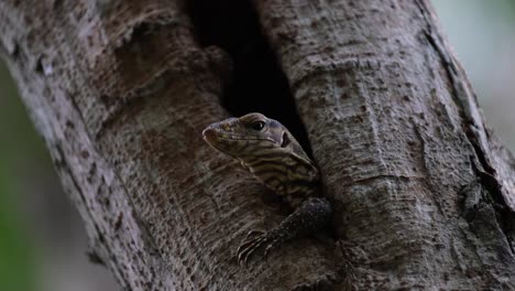 Peering-through-a-hole,-a-Clouded-Monitor-Lizard-Varanus-nebulosus-is-in-a-hollow-cavity-of-a-tree-inside-Kaeng-Krachan-National-Park-in-Phetchaburi,-Thailand