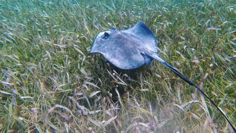 A-southern-Stingray-in-the-clear-tropical-waters-off-Hol-Chan-Marine-Reserve,-San-Pedro,-Belize