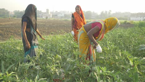 Indian-women-farm-workers-plucking-vegetables-in-the-summer-morning