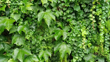 Tropical-green-wall-after-a-tropical-rain,-humid-forest