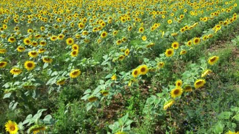 Sonnenblumenernte-Auf-Einem-Französischen-Feld