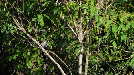 Ein-Grünschnabeliger-Malkoha-Phaenicophaeus-Putzte-Und-Reinigte-Seinen-Linken-Flügel,-Flog-Dann-Hoch-Und-Verschwand-Auf-Der-Oberen-Rechten-Seite-Des-Bildes-Im-Nationalpark-Kaeng-Krachan-In-Thailand