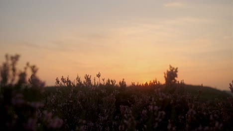 Blühende-Heidepflanze-Bei-Sonnenuntergang