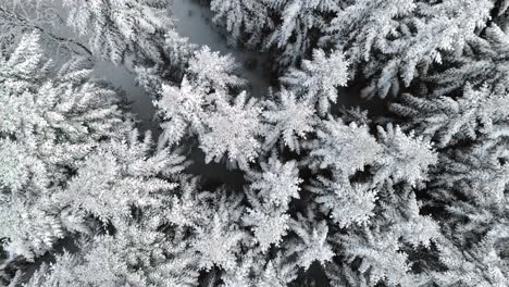 Aerial-view-of-forest-in-beautiful-winter-scenery