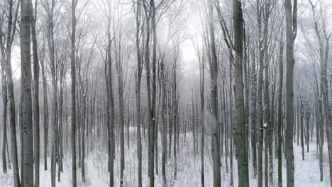 Blick-Auf-Den-Mit-Schnee-Bedeckten-Wald