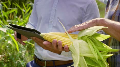 Modern-farmers-with-tablet-examining-crop-plant-on-the-field