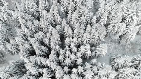 Drone-view-of--forest-in-winter-time