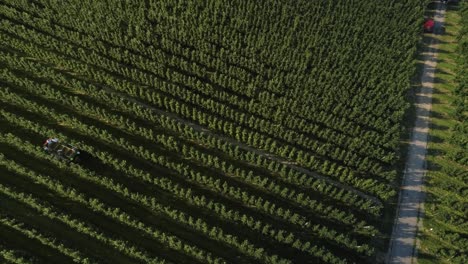 Drone-view-of-apple-orchard-and-working-farmers