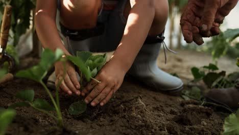 Tracking-video-of-little-boy-planting-seedlings-with-his-grandfather