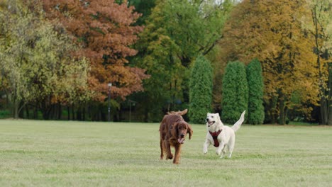 Handheld-video-shows-of-two-playful-dog-in-the-park