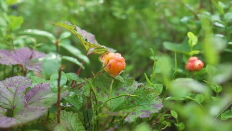 Hand-Picking-Of-Ripe-Cloudberries-In-The-Forest-In-Norway