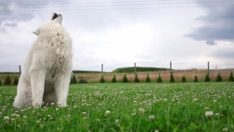 A-funny-shot-of-a-clumsy-samoyed-dog-that-missed-the-ball-in-slow-motion-on-the-green-lawn