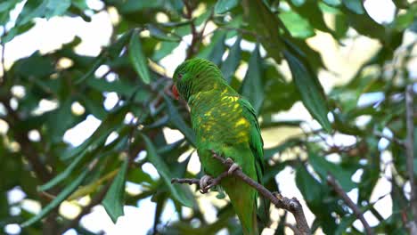 Australian-native-bird-species,-scaly-breasted-lorikeet,-trichoglossus-chlorolepidotus-with-vibrant-green-plumage-perching-on-the-tree-in-its-natural-habitat,-curiously-exploring-its-surroundings