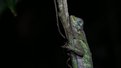 Anole-Arbustivo-De-Muchos-Colores-Durmiendo-Por-La-Noche