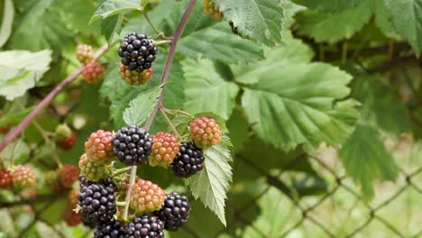 Group-of-ripe-and-unripe-blackberry-fruit-on-twig-with-green-leaves,-tilt-down