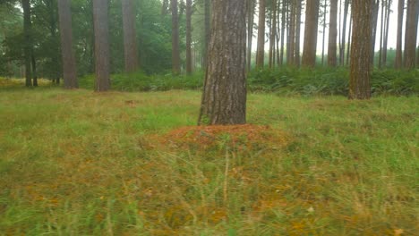 Waldboden-Bedeckt-Mit-Gras-An-Einem-Frischen,-Nebligen-Morgen
